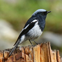 Blue-capped Redstart